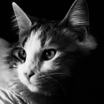 万博体育专业客服代表